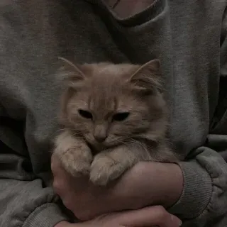 😿 Katze, Kätzchen, Haustier, Tier, süß, flauschig, Hauskatze whatsapp sticker