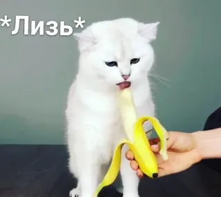 🙈 Лизь mèo, chuối, liếm, động vật, thú cưng, đồ ăn, dễ thương telegram sticker