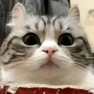 ☺️ cat, cute, animal, feline, pet whatsapp sticker
