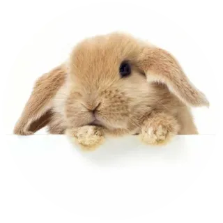 🙁 rabbit, bunny, animal, cute, pet telegram sticker