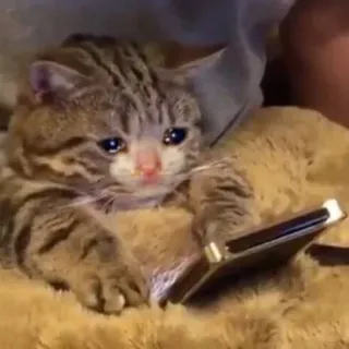 🥺 gatto, triste, piangere, telefono, animale, meme telegram sticker