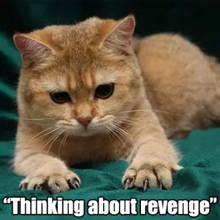 💀 Thinking about revenge gato, venganza, pensando, mascota, animal, meme telegram sticker