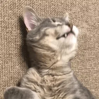 🤐 Katze, Kätzchen, schlafend, Tier, Haustier, grau, süß, häuslich telegram sticker