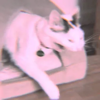 🐾 Katze, Tier, Haustier, Haustier, Katzenartig, Weiße Katze, Schwarz-weiße Katze whatsapp sticker