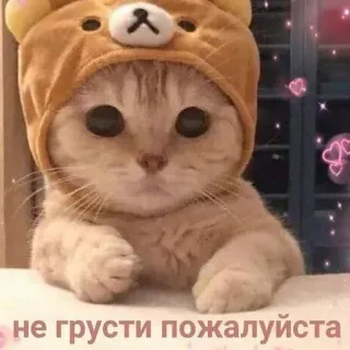 🥺 не грусти пожалуйста cat, kitten, cute, bear, animal, russian, hearts, kawaii telegram sticker