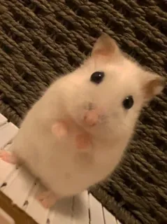 😍 hamster, cute, pet, animal, rodent telegram sticker