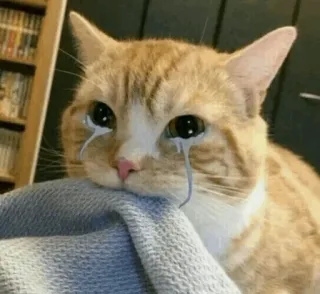 🐱 kucing, sedih, menangis, air mata, meme, hewan peliharaan telegram sticker