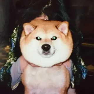 🏷 chó, shiba inu, động vật, dễ thương, thú cưng, meme telegram sticker