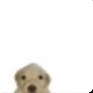 😐 chien, chiot, mignon, animal, animal de compagnie telegram sticker