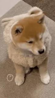 😕 犬, 子犬, 柴犬, 可愛い, 動物, ペット telegram sticker