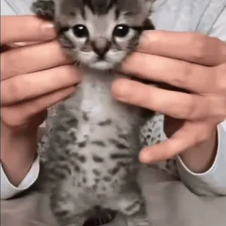 🥳 котёнок, кошка, животное, милый, питомец whatsapp sticker