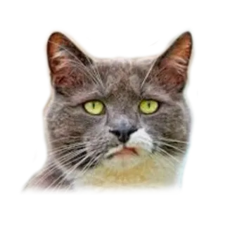😕 gato, animal, mascota, animal doméstico, mamífero, felino whatsapp sticker