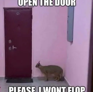 🐱 OPEN THE DOOR
PLEASE, I WONT FLOP Katze, Tier, Tür, Meme, Karakal, Big Floppa telegram sticker