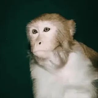 😶 обезьяна, животное, дикая природа, примат telegram sticker