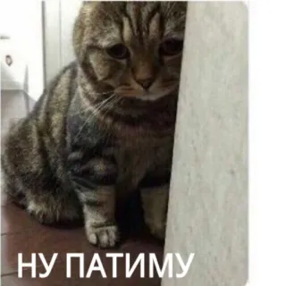 😞 НУ ПАТИМУ gatto, triste, meme, animale, animale domestico whatsapp sticker