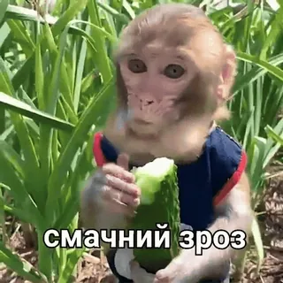 😋 смачний зроз macaco, comendo, pepino, animal, fofo, humor telegram sticker