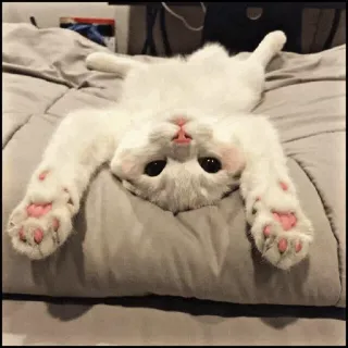 🐾 Katze, Kätzchen, süß, Haustier, Tier, weiße Katze, Katzenpfoten telegram sticker