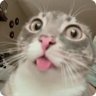 🫕 cat telegram sticker