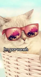 🦋 Im parvaneh kucing, kacamata hitam, parvaneh, imut, hewan, hewan peliharaan, keranjang telegram sticker