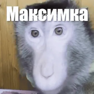 🙉 Максiмка mono, animal, lindo, mascota whatsapp sticker