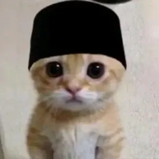 😐 猫, 動物, 子猫, 帽子 telegram sticker