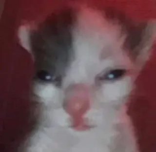 😐 кот, котенок, животное, милый telegram sticker