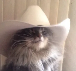 😼 gatto, cappello da cowboy, animale domestico, animale, gatto domestico, western, carino telegram sticker