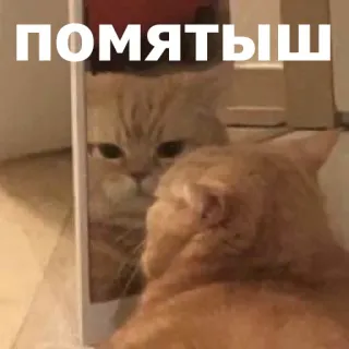 😐 ПОМЯТЫШ แมว, กระจก, รัสเซีย, ข้อความ, สัตว์ telegram sticker