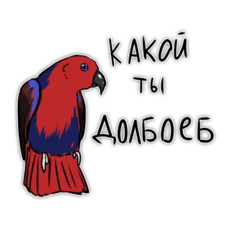 😠 какой ты долбоеб Papagei, Beleidigung, Russisch, Vogel, beleidigend whatsapp sticker