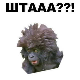 😧 ШТААА??! gorille, singe, choqué, russe, expression, question, animal whatsapp sticker