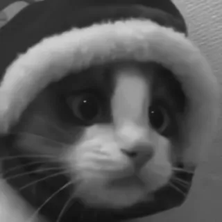 🐈‍⬛️ кот, животное, питомец, котенок, милый, шляпа, черно-белый telegram sticker