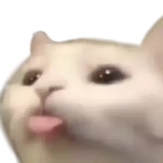 😛 chat, mignon, animal, animal de compagnie, chaton, tire la langue telegram sticker