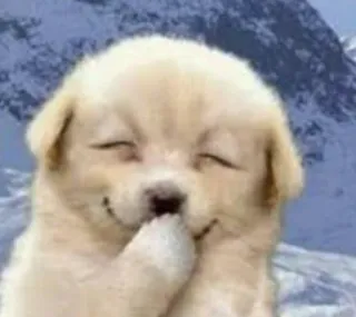 😆 hond, puppy, golden retriever, schattig, dier, huisdier telegram sticker