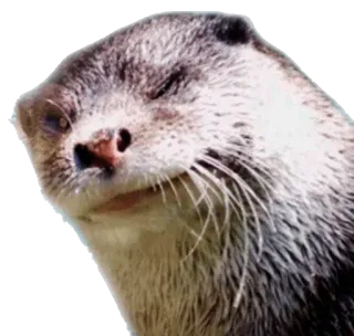 😉 otter, animal, mammal, cute, water, wildlife telegram sticker