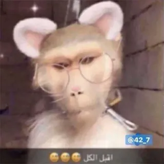 🈶 اقبل الكل singe, animal, lunettes, drôle, mème telegram sticker