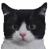 🐱