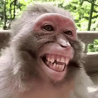 😄 monkey, animal, mammal, primate, smile, teeth telegram sticker