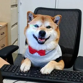 🤓 Shiba Inu, Hund, Brille, Büro, Fliege, Tier, niedlich telegram sticker