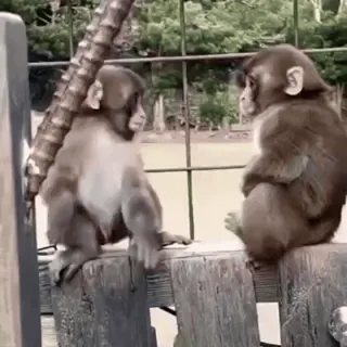 🤗 monkey, animals, nature, wildlife whatsapp sticker