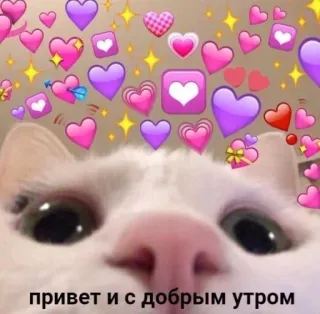 🌞 привет и с добрым утром kot, serca, dzień dobry, słodki, miłość whatsapp sticker