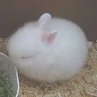 🌟 bunny, rabbit, animal, cute, pet, white, fluffy whatsapp sticker