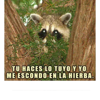 👍 TU HACES LO TUYO Y YO
ME ESCONDO EN LA HIERBA. rakun, bersembunyi, rumput, binatang, meme, lucu, humor whatsapp sticker