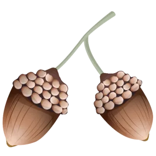 🐿 bolota, natureza, planta, semente, outono, outono, nozes telegram sticker