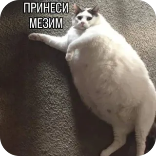 🫥 ПРИНЕСИ МЕЗИМ cat, fat cat, meme, funny, Mezim, Russian meme, pet telegram sticker