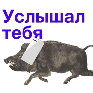 📲 Услышал тебя jabalí, animal, smartphone, texto telegram sticker