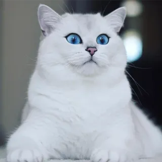 🙃 gato, gato branco, animal, animal de estimação, olhos azuis telegram sticker