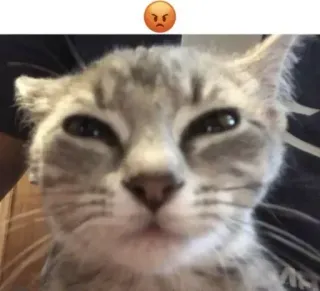 😡 고양이, 화난, 밈, 애완동물, 동물, 새끼 고양이, 고양이과 whatsapp sticker