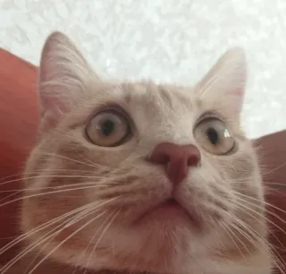 😳 gato, animal, mascota, animal doméstico, mamífero telegram sticker