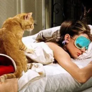 😴 mèo, ngủ, hài hước, động vật, thú cưng, buổi sáng telegram sticker