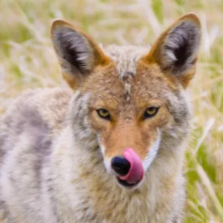 😋 coyote, animale, fauna selvatica, natura, mammifero, predatore telegram sticker